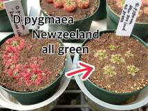 ■食虫植物/モウセンゴケ/ピグミードロセラ D.pygmaea all green のムカゴ_画像1