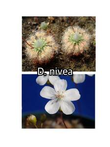 ■食虫植物/モウセンゴケ/ピグミードロセラ D.nivea のムカゴ
