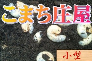 再　sk【庄屋】ＷＤ国産カブトムシの小型幼虫(ホームセンターサイズ)100頭＋10頭