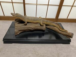 ♪♪大型ワニ 鰐 剥製 体長88cm 標本 クロコダイル アリゲーター 置物 インテリア 台付き 引き取り可♪♪