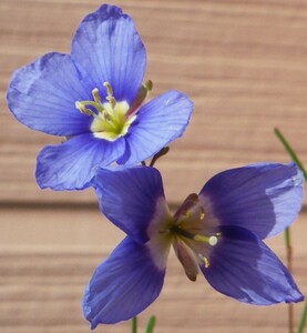 【種子を出品】◆　ショウイー・サンフラックス Heliophila coronopifolia 10粒/アブラナ科/一年草