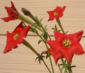 【種子を出品】◆　原種 ペチュニア エクセルタ Petunia exserta 40粒/赤花稀少種