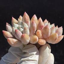 23株 X96-3多肉植物 エケベリア　ソロモン　超美苗 サボテン 観葉植物 花 園芸　レア種_画像2