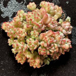 31株 B24-1多肉植物 エケベリア 焦糖精 　超美苗 サボテン 観葉植物 花 園芸　レア種