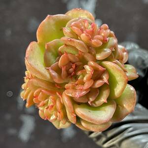 30株 B29-1多肉植物 エケベリア 牡丹Echeveria 'Rolly'超美苗 サボテン 観葉植物 花 園芸　レア種