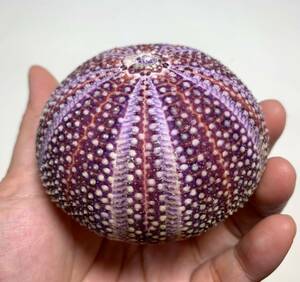  sea urchin. specimen 76.1mm.nature from.Rare color.English