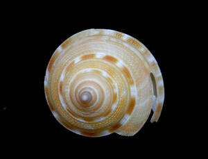 貝の標本 Perotrochus anseeuwi 33.2mm.