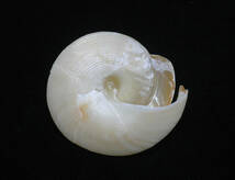 貝の標本 Perotrochus anseeuwi 33.2mm._画像3