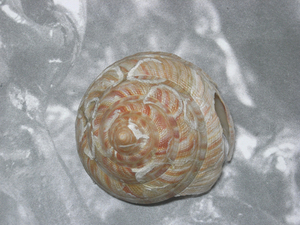貝の標本 Pleurotomaria hirasei 90.5mm.w/o.nature from 