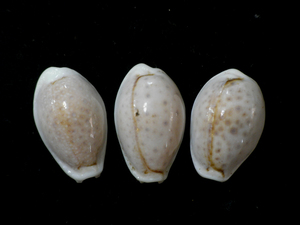 貝の標本 Cypraea boivinii set 3