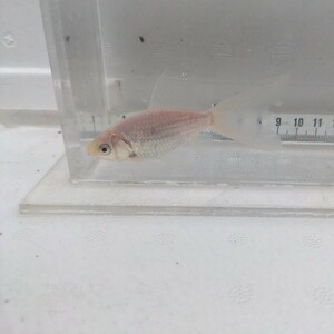 金曜日発送（17日）【宮城鉄魚飼育研究会】白鉄魚（小）⑤10センチくらい