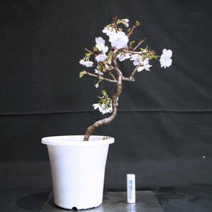 桜 十月桜 (ジュウガツザクラ /サクラ) 盆栽 プラスチック鉢 苗 奥行16cm 横幅19cm 高さ30cm