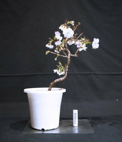 桜 十月桜 (ジュウガツザクラ /サクラ) 盆栽 プラスチック鉢 苗 奥行16cm 横幅19cm 高さ30cm