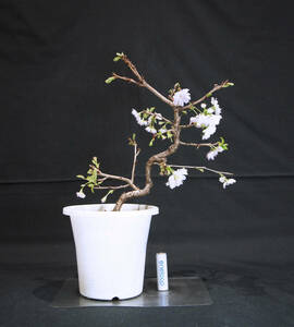 桜 十月桜 (ジュウガツザクラ /サクラ) 盆栽 プラスチック鉢 苗 奥行12.5cm 横幅23cm 高さ32cm