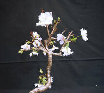桜 十月桜 (ジュウガツザクラ /サクラ) 盆栽 プラスチック鉢 苗 奥行16cm 横幅19cm 高さ30cm_画像8