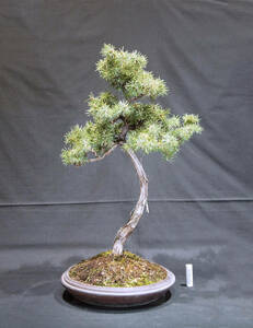 . pine bonsai depth 30cm width 32cm height 53cm ( store receipt un- possible )