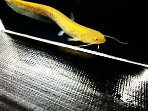 ニホンナマズ 12cm 静岡 画像個体 淡水魚 マナマズ 一点物 肉食魚 ナマズ 大型魚 日本ナマズ 地震 なまず まなまず 鯰 （ アロワナ 混泳）