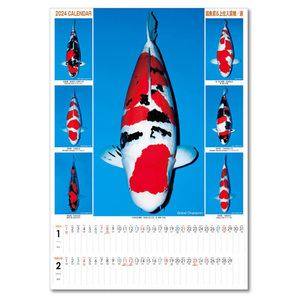 ▽2024年錦鯉カレンダー ジャンボサイズ 1冊 　送料無料 但、一部地域除 同梱不可