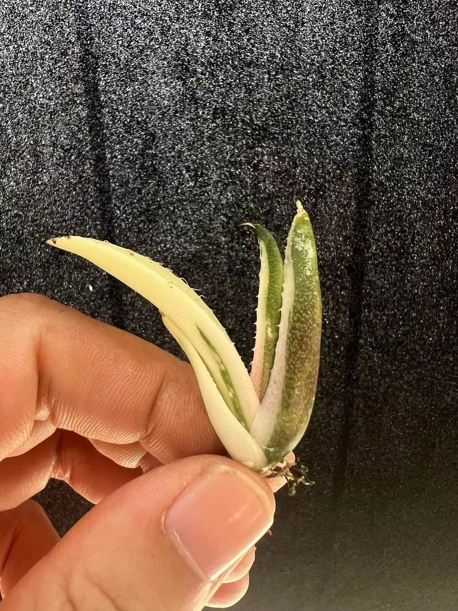 Yahoo!オークション -「スナグルトゥース」(アガベ) (観葉植物)の落札