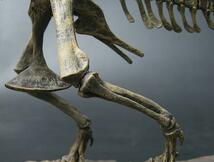 新入荷 生き物 70cm ティラノサウルス レックス ジュラシック 大恐竜 化石 骨 モデルキット プラモデル キット 組み立て式_画像5