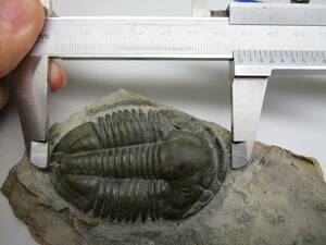 三葉虫 化石 Asaphiscus wheeleri 大きくとても立体的（特に頭部）