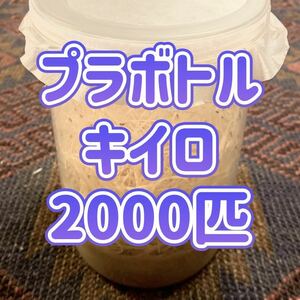 キイロショウジョウバエ　2000匹+α　プラボトルタイプ　飛ばない　フライトレス　餌　エサ用　繁殖　ショウジョウバエ　レパシー