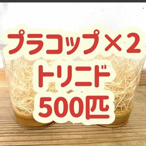 トリニドショウジョウバエ500匹　【プラコップ250匹 ×2 空コップ・レパシー・木毛おまけつき】 飛ばない　フライトレス ショウジョウバエ