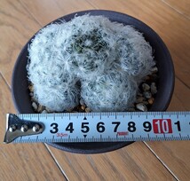 ハオルチア　羽毛マジョール　鉢植え　　　　カキコ 増殖品_画像2