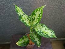 アグラオネマ ニルヴァーシュ Aglaonema pictum Tricolor NIRVASH Pulau Nias AZ便_画像2