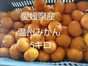 愛媛県産 5キロ 精品 温州みかん 南柑 みかん