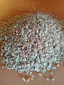 農薬・肥料不使用(唯一草のみ)シイナ・くず米☆小鳥等の飼料に　28kg