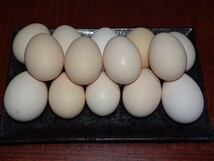 チャボの卵　15個　食用　有精卵_画像10