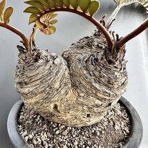 SS42 【特売20CM特大株】 希少種 レア 観葉植物 ザミア [メキシコソテツ] 蘇鉄 巨大株 Sクラスは希少株 極美極上株三頭_画像2