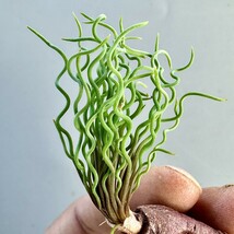SS40 珍奇植物 トラキアンドラ Trachyandra sp Kliprand WC 極上株_画像4