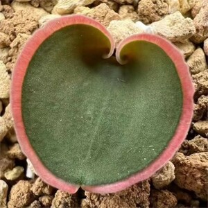 SS8 珍奇植物 アフリカ輸入株Eriospermum capense ssp 3株同梱