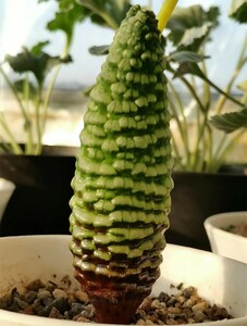 SS1 多肉植物 塊根植物 つくし玉ブルビネブルイン シ 超希少株