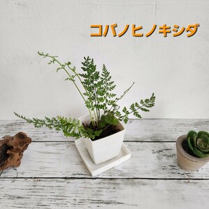 ☆コバノヒノキシダ　シダ植物　観葉植物　ガーデニング　パルダリウム　苔　盆栽　シェードガーデン　羊歯　山野草　ビバリウム