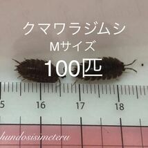 クマワラジムシMサイズ(約10〜15mm)100匹　オマケのカルシウム付！　生き餌　活き餌_画像1