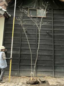 10 山取　アオダモ