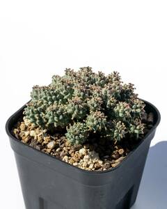 Euphorbia clavarioides ユーフォルビア クラバリオイデス 自家採取の実生株 2022年6月播種