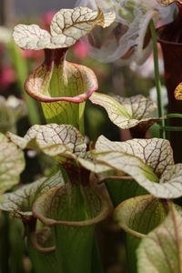 【食虫植物】 Sarracenia Adrian Slack(MK H113) × Praetorian Guard(MK H260)　種子 約２０粒 