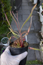 【食虫植物】　Sarracenia x Leah Wilkerson (MK H112)_画像1