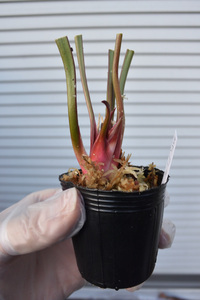 【食虫植物】　Sarracenia flava var. cuprea Potterton & Martin clone, MK F125