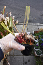 【食虫植物】　Sarracenia x moorei. Botanical Garden of Leiden, MK H199_画像1