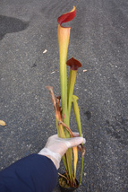 【食虫植物】　Sarracenia alata Deep Maroon Throat, ex Welham, CK_画像1