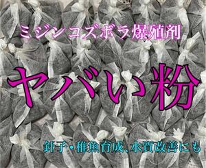 生クロレラ等不要【華めだか大阪】ミジンコズボラ爆殖剤 ヤバい粉 2発★タマミジンコタイリクミジンコオオミジンコの繁殖.めだか育成に♪