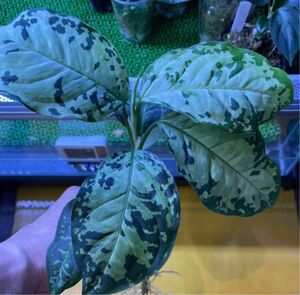 アグラオネマ ピクタム ホワイトデビル 【AZ0413-2】 Aglaonema pictum AZ便 WhiteDevil ②