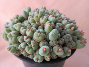 コノフィツム　小米雛　Conophytum hians　群生株