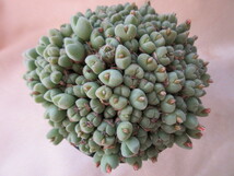 コノフィツム　小米雛　Conophytum hians　群生株_画像5