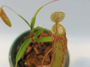 N.glabrata BE-3257 2.5号【現品限り】ネペンテス 食虫植物_13952